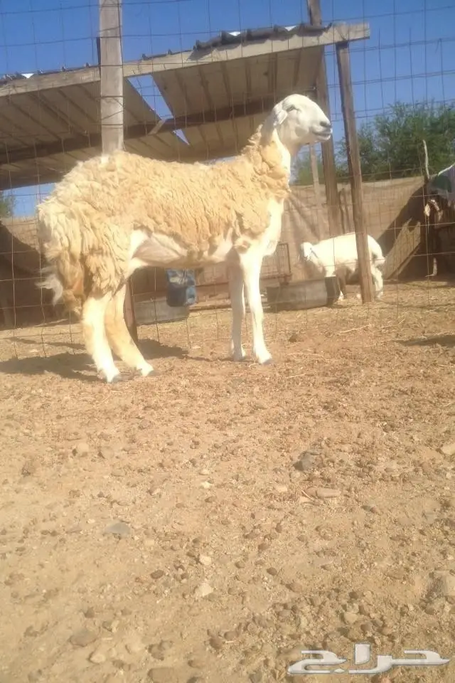 (املج) 6 نعاج مضاريع صنف -الحد700 ريال  (image 9)