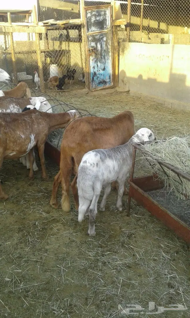 ضأن سواكنيات للبيع 