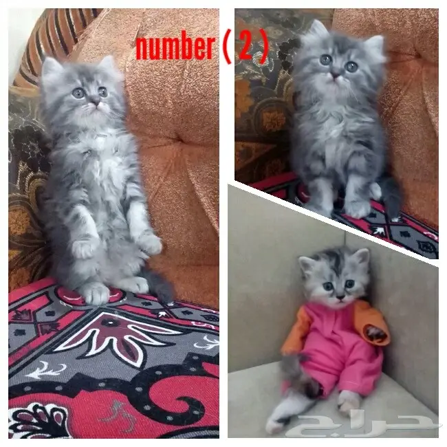 كيتنز شيرازي نادر وفرصتك لا تُفوّت! (image 1)