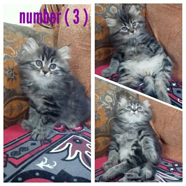 كيتنز شيرازي نادر وفرصتك لا تُفوّت! (image 2)