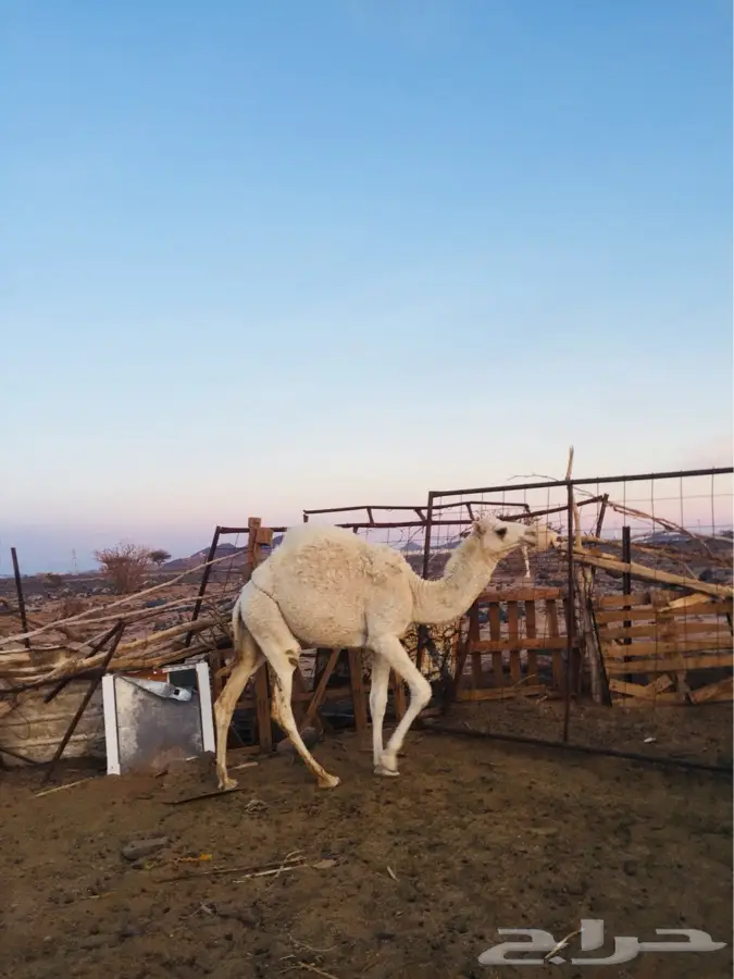 ماشالله (image 3)