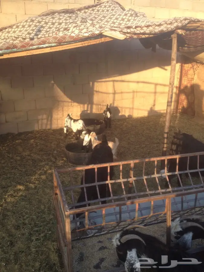 قطط أليفة - فرصة لا تُفوَّت! (image 2)