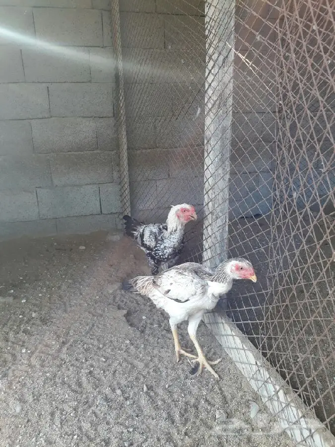 زوج فارسي حجازي (image 3)