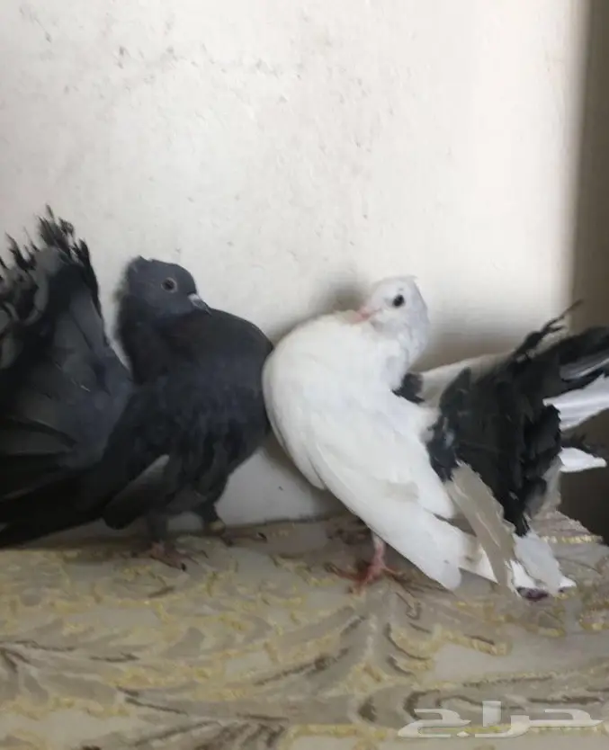 طبه رقاصي  (image 3)