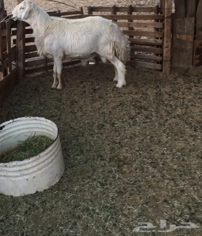 طلي فحل مشروط (image 3)