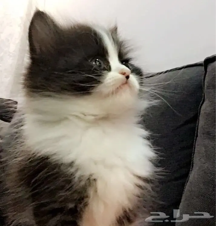 قطط للبيع هملايا راغدول  (image 3)