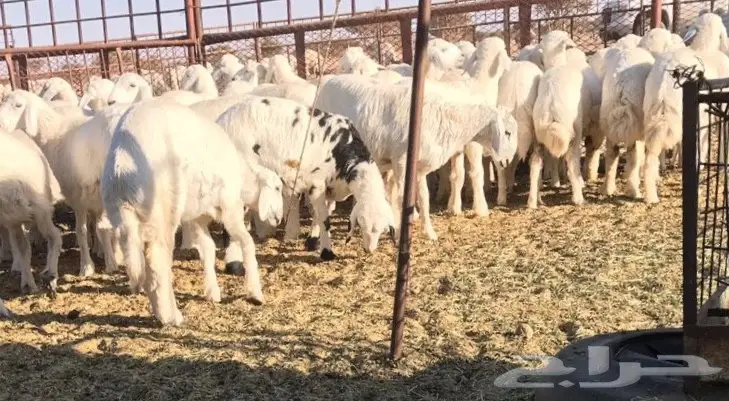 رخال حريه مقفله شحم  (image 1)