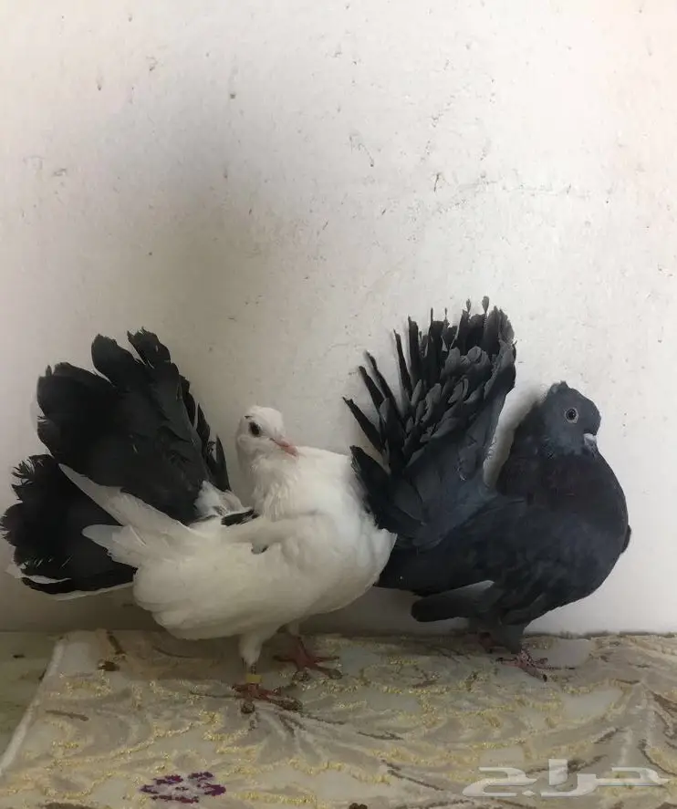 طبه رقاصي  (image 2)