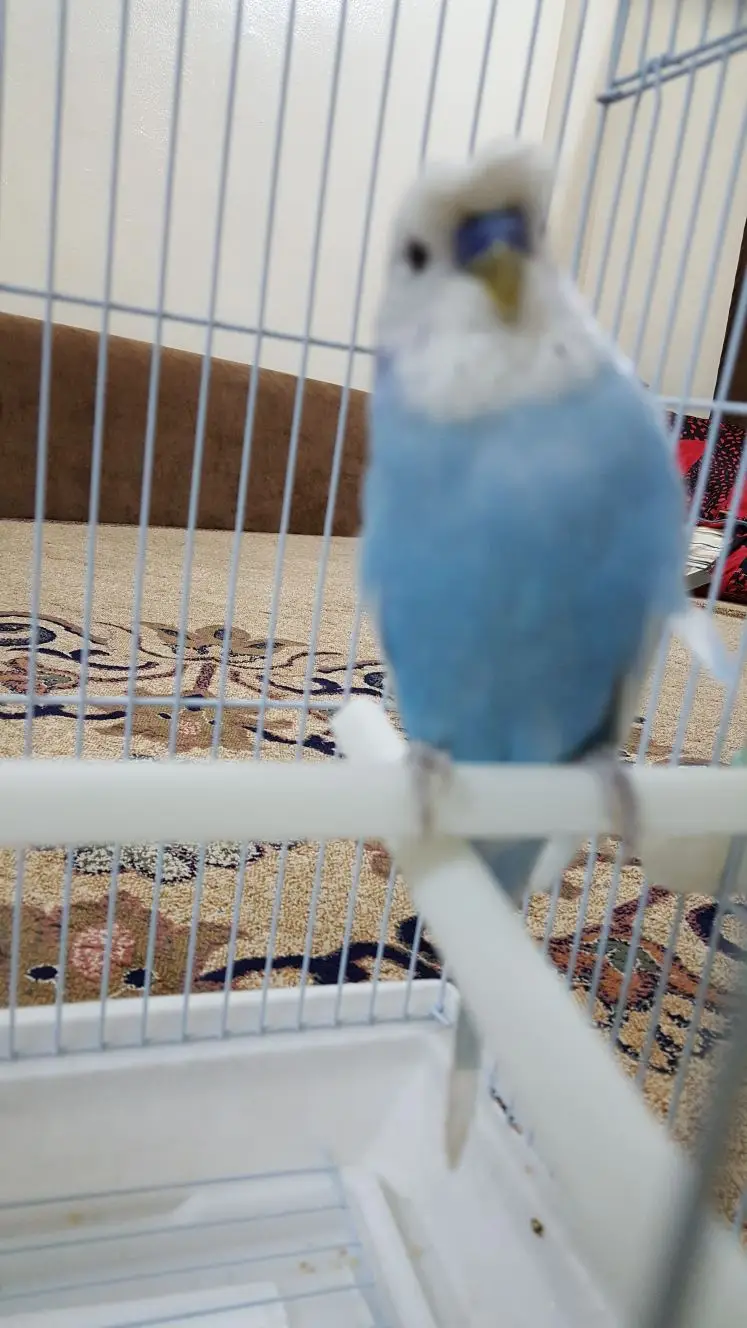 بادجي للبيع - حالة ممتازة! (image 2)