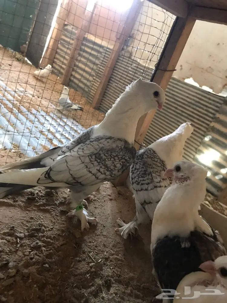 حب الرمان زوج في انتاجه