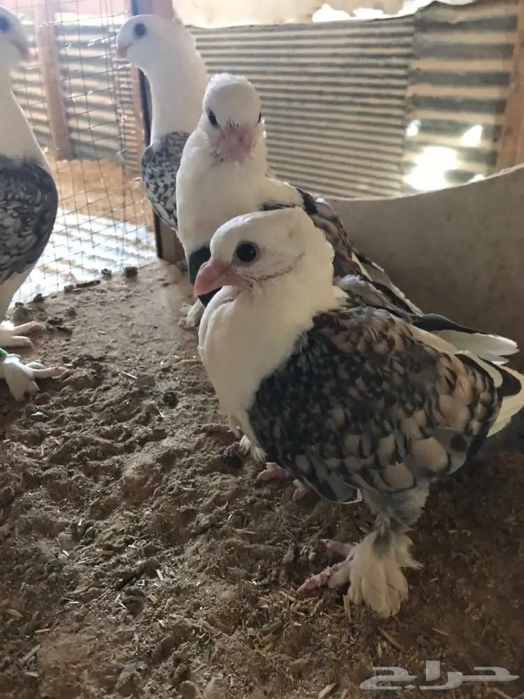 حب الرمان زوج في انتاجه (image 1)