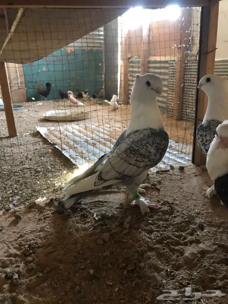 حب الرمان زوج في انتاجه (image 2)