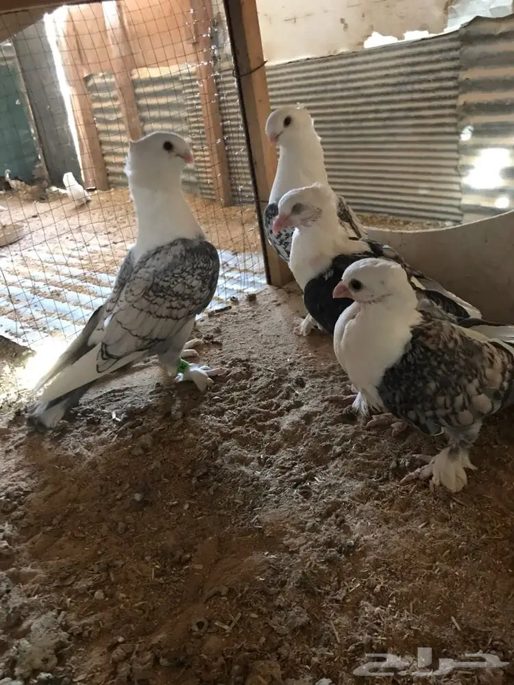 حب الرمان زوج في انتاجه (image 3)