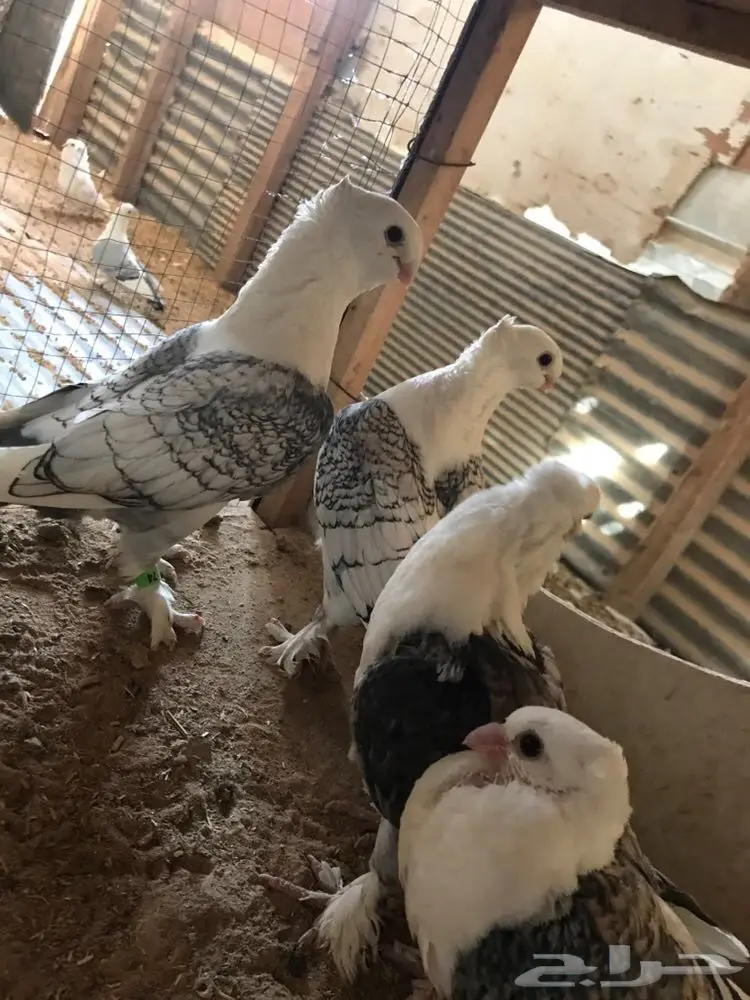 حب الرمان زوج في انتاجه (image 4)