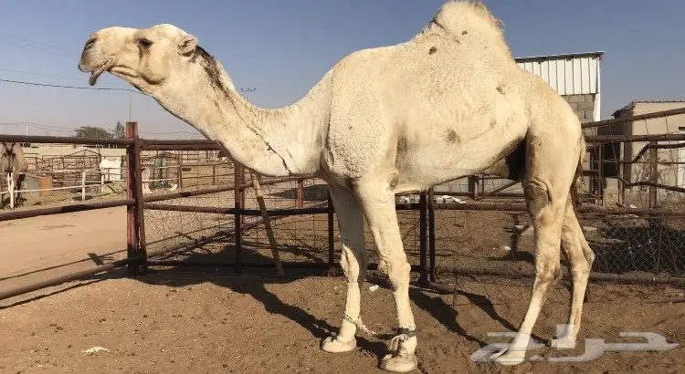 الفحل الاوضح الكفو المنتج يأهل البداوة (image 1)