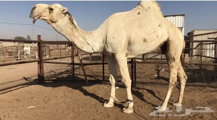 الفحل الاوضح الكفو المنتج يأهل البداوة