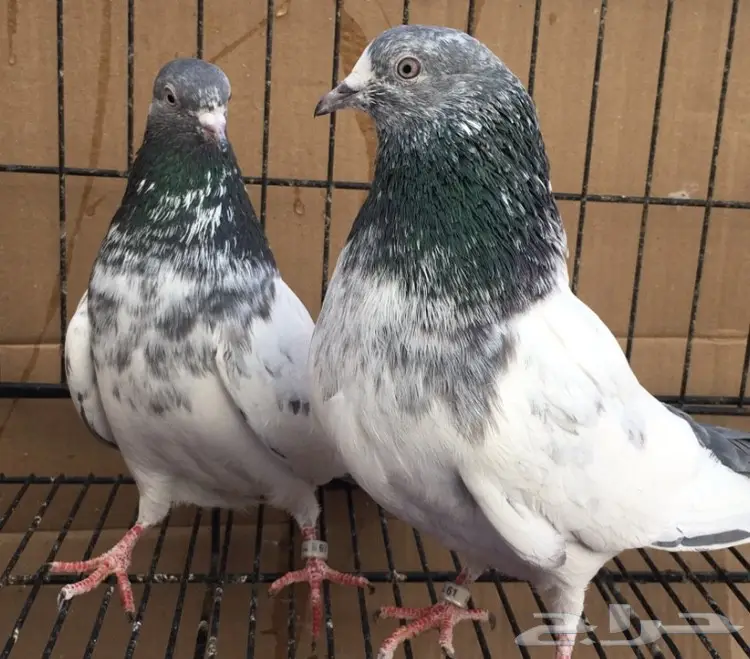 جوزين وفرده بكستاني  (image 4)