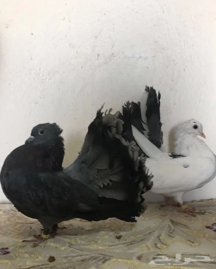 طبه رقاصي  (image 1)