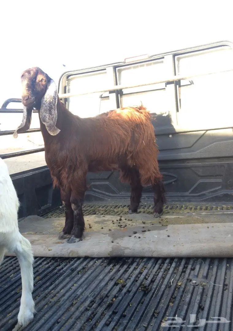 تيس اجم  جذع صنف