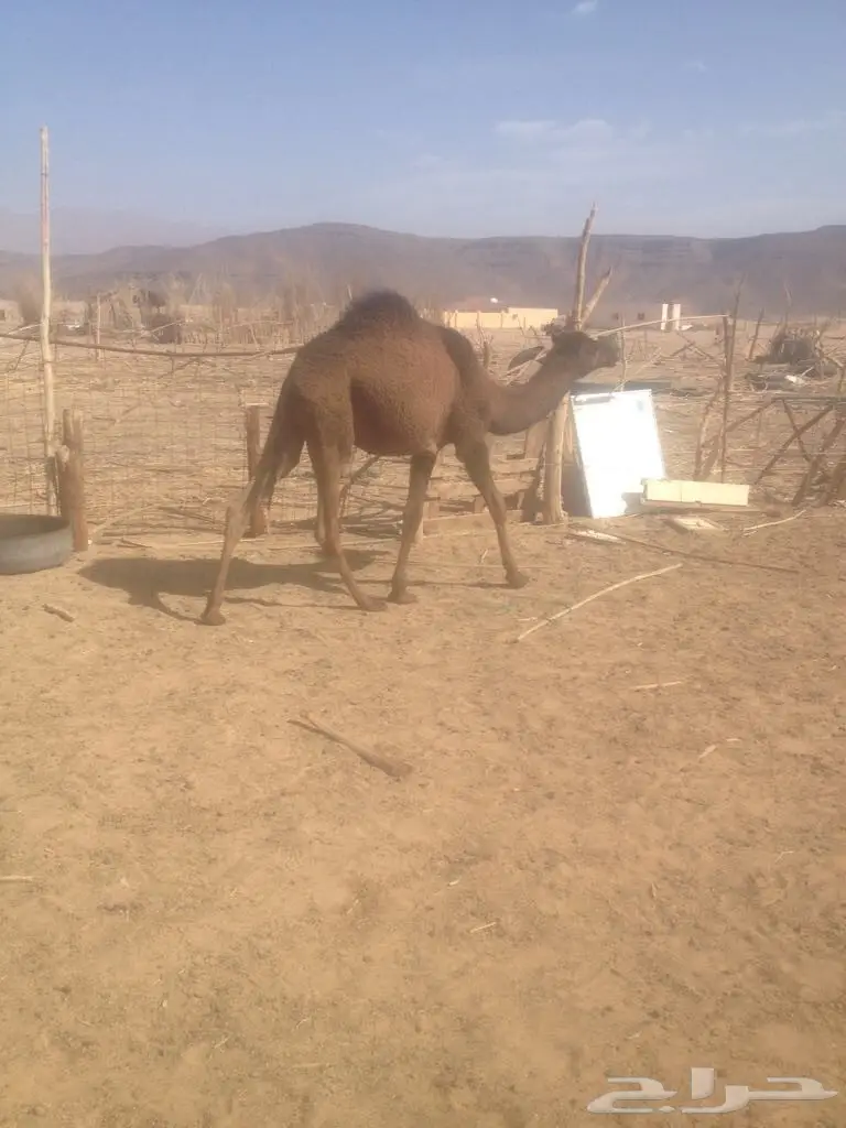 خمس قعدان مفاريد 