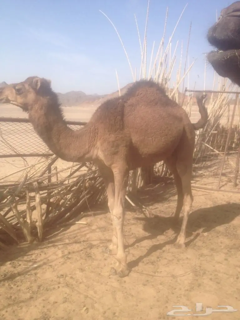 خمس قعدان مفاريد  (image 1)