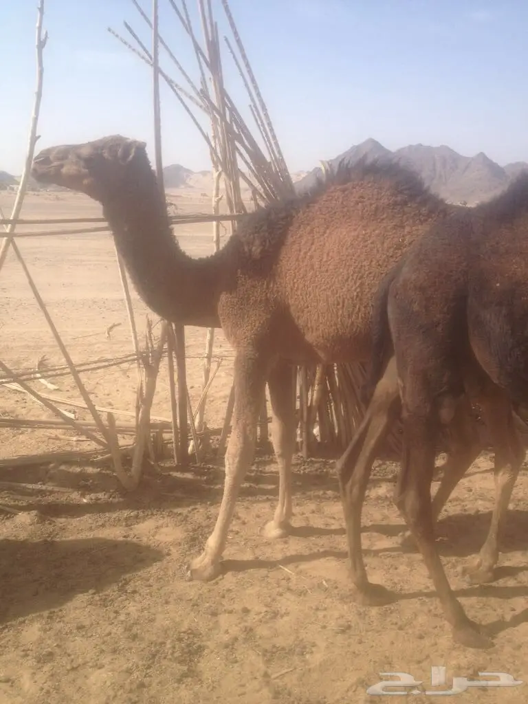 خمس قعدان مفاريد  (image 2)