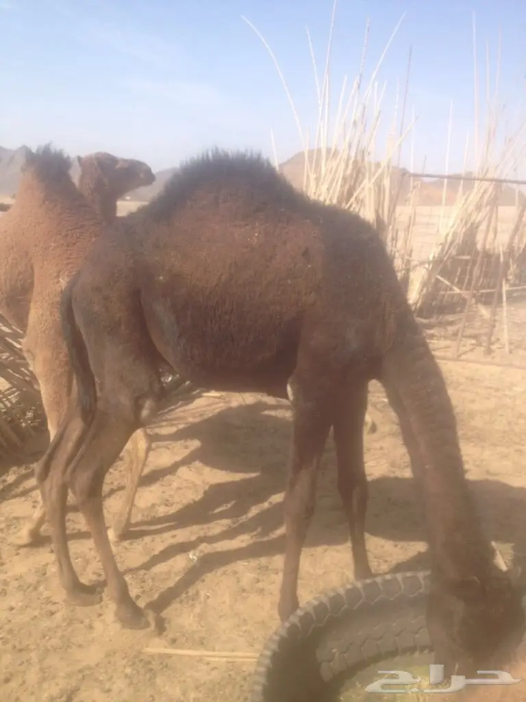 خمس قعدان مفاريد  (image 4)