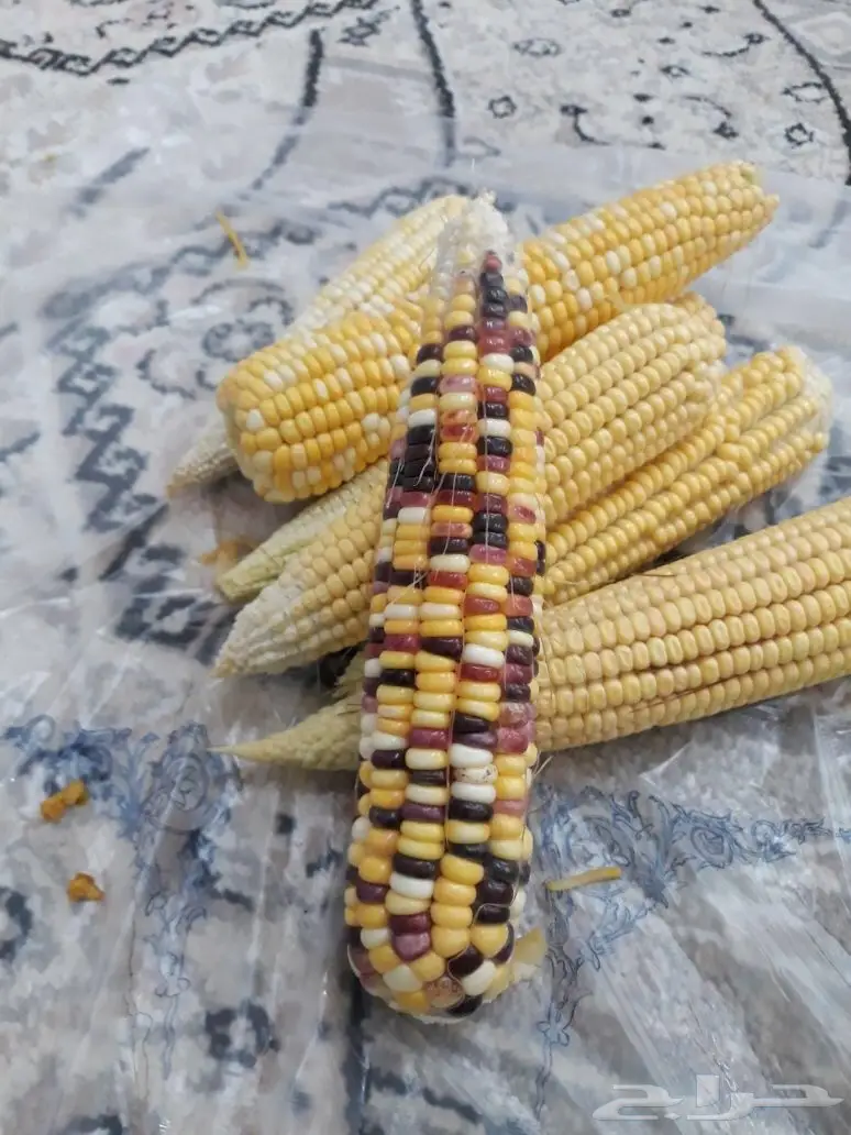 سبحان الله ذرة الجواهر (حبش) للبيع 