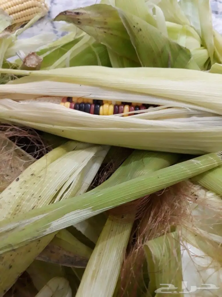 سبحان الله ذرة الجواهر (حبش) للبيع  (image 1)