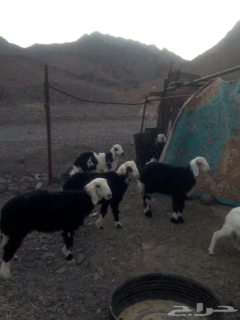 اربعه ارخال نجد اسمان طيبات (image 1)