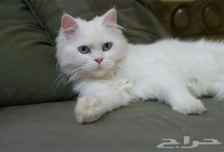 بسة شيرازي  (image 4)