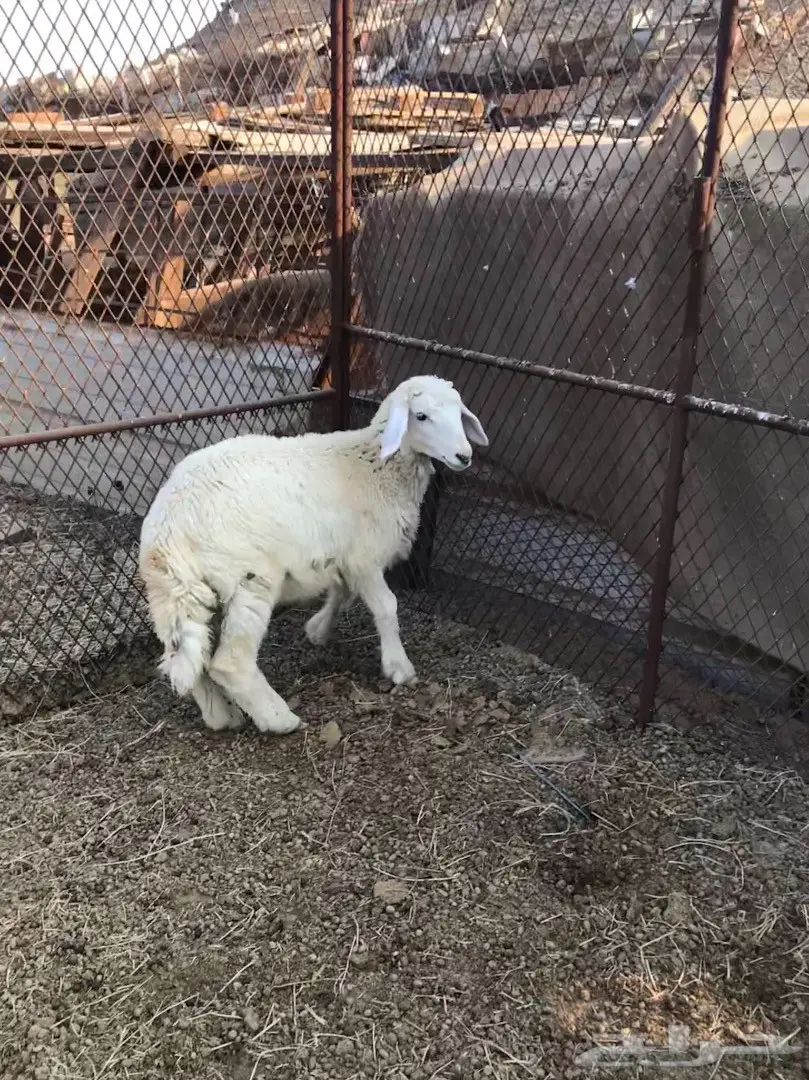 رخله لبنيه للكشته 