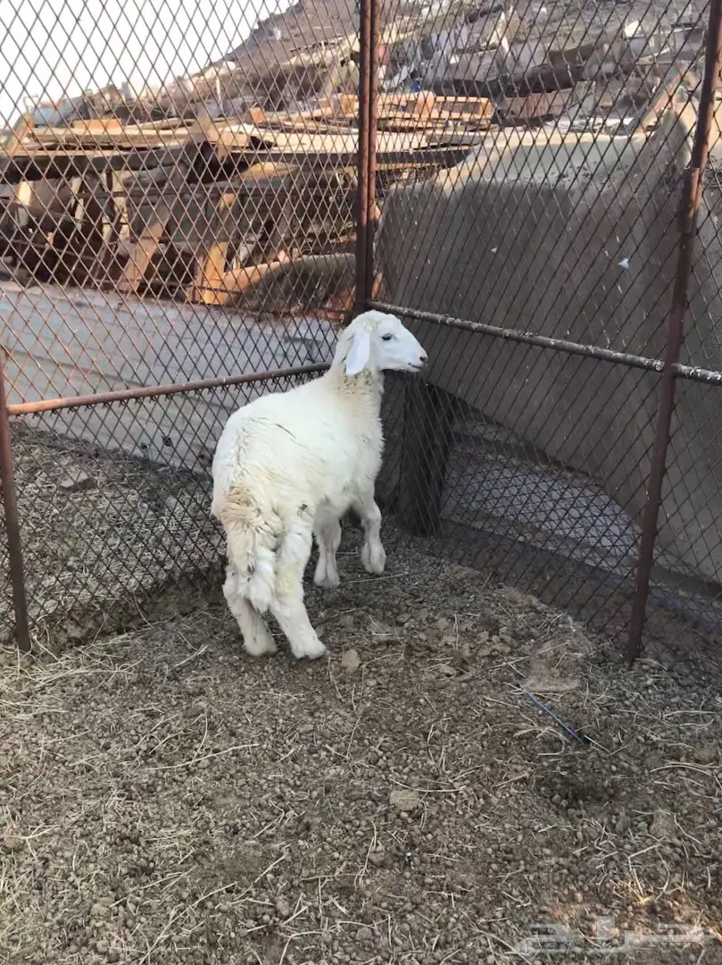 رخله لبنيه للكشته  (image 1)