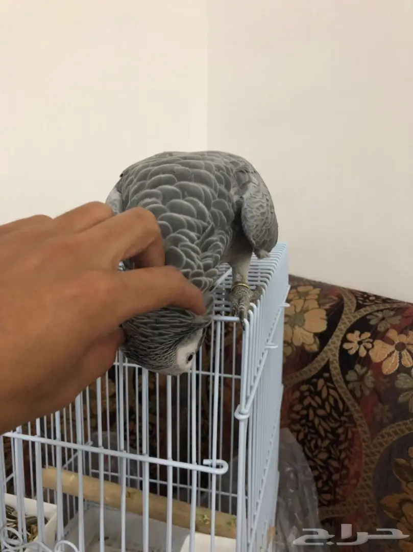 ببغاء كاسكو للبيع