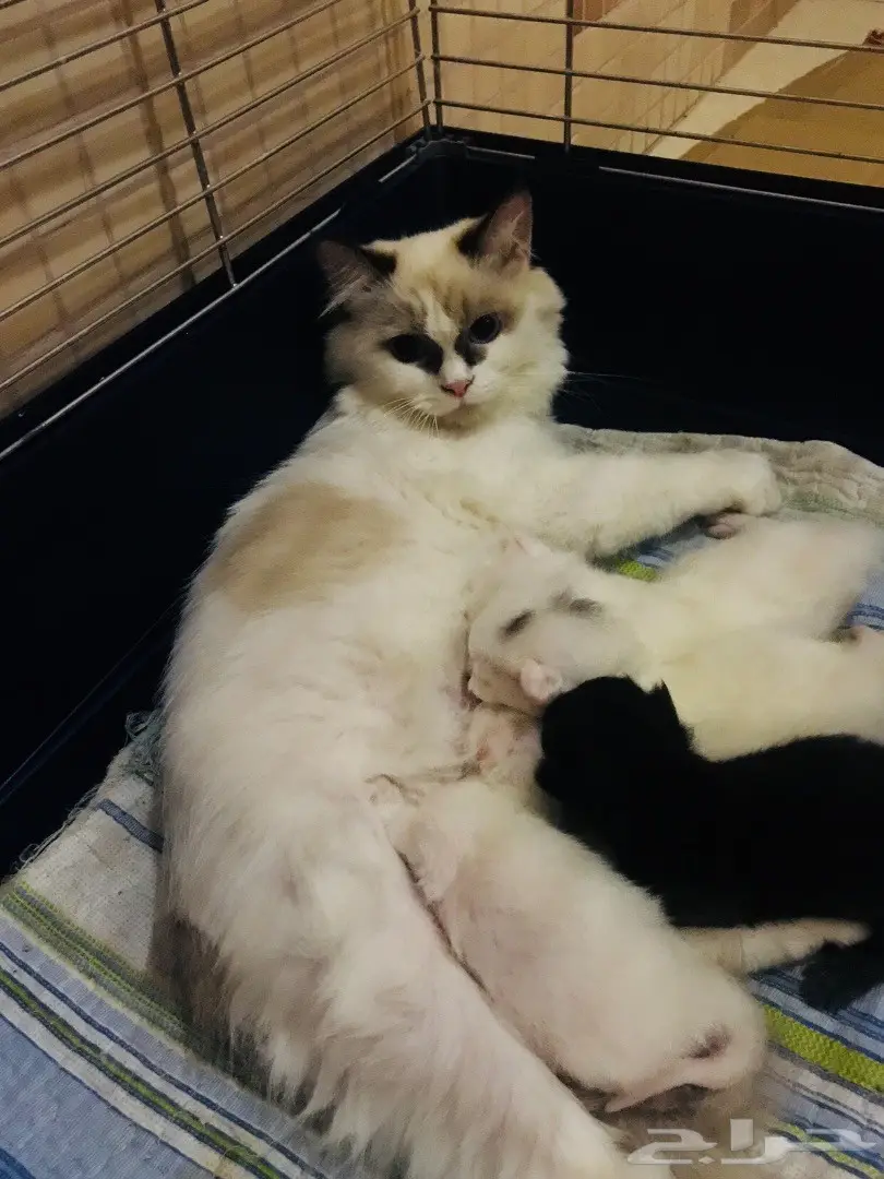 قطة وصغارها للبيع