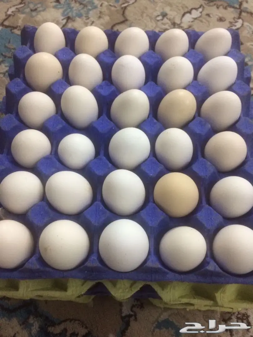 بيض دجاج بلدي جديد