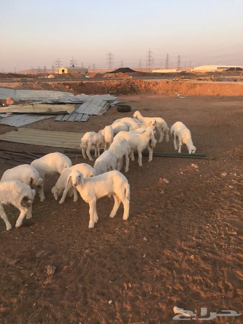 حري لباني (image 1)