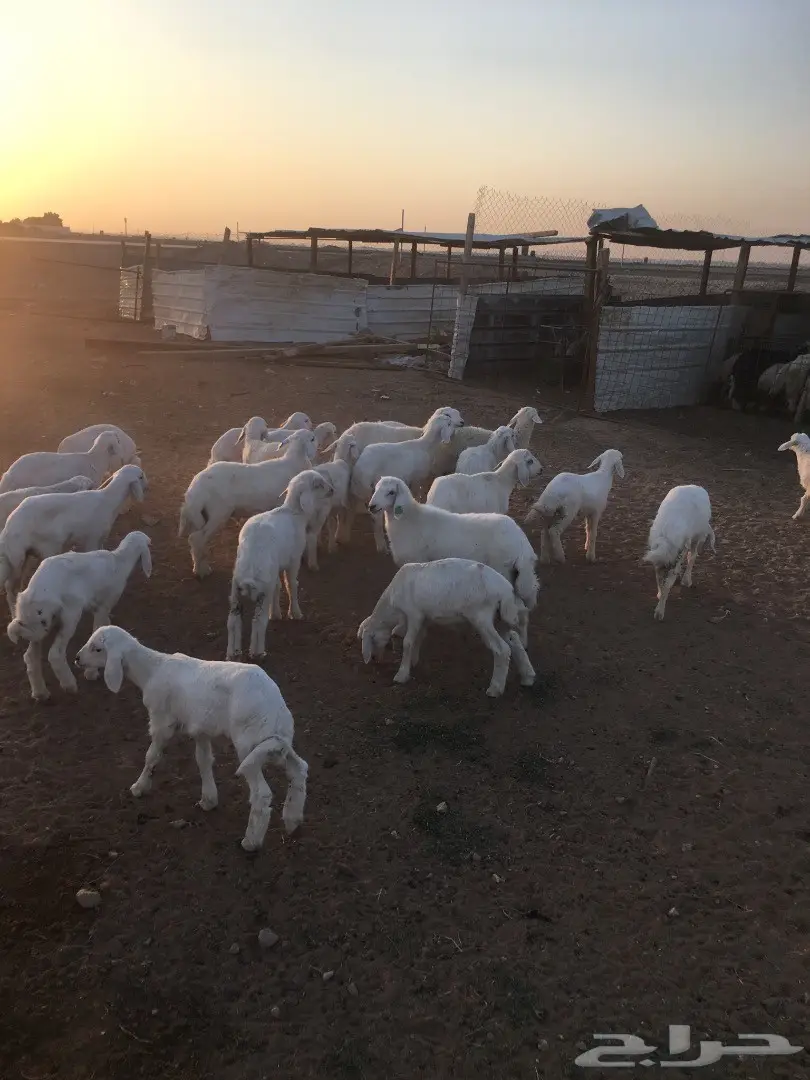 حري لباني (image 2)