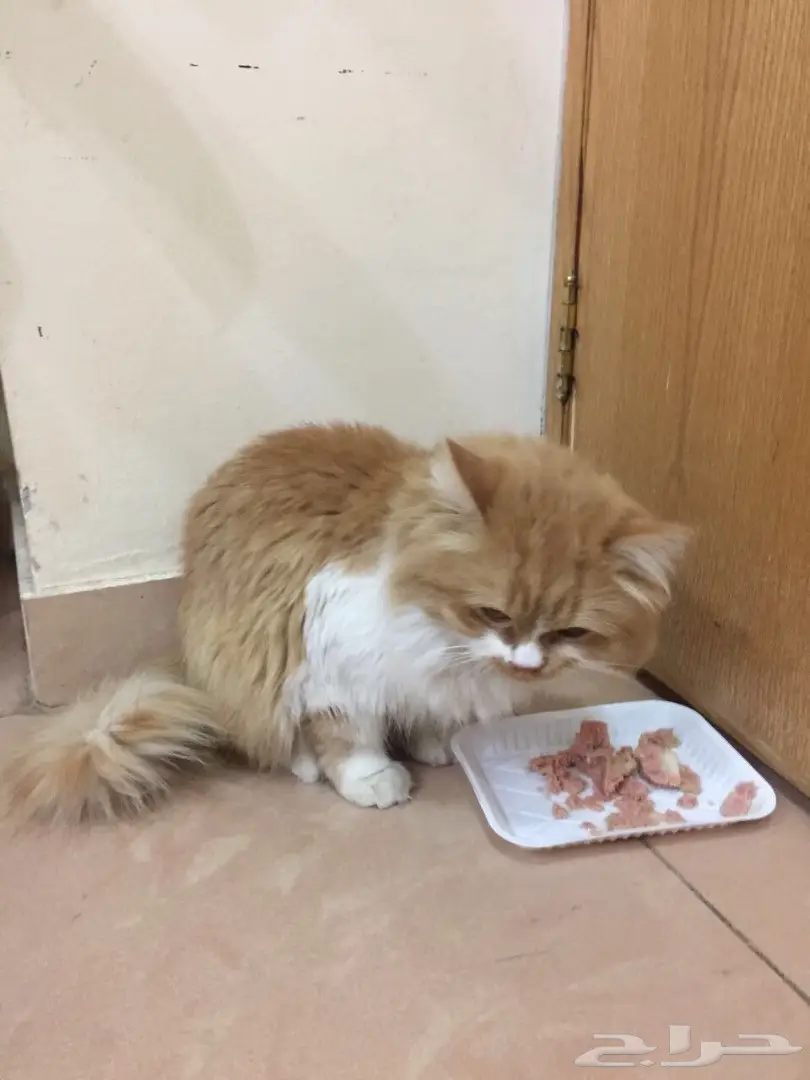 قطه للبيع  (image 1)