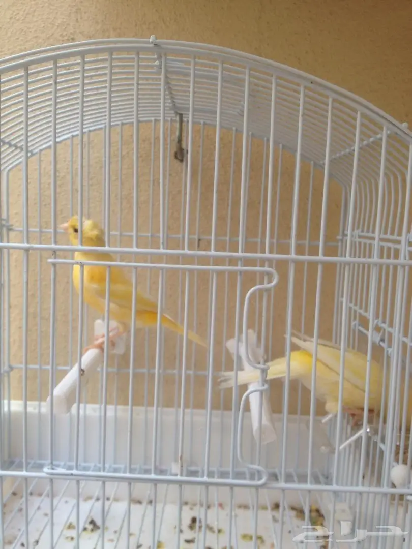 ذكرين كناري انتاج بلد (image 1)