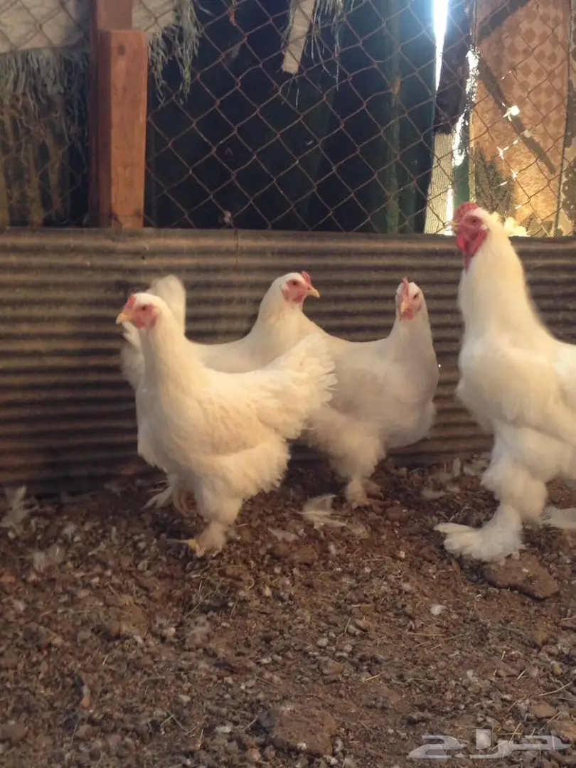 براهما طقم للبيع 