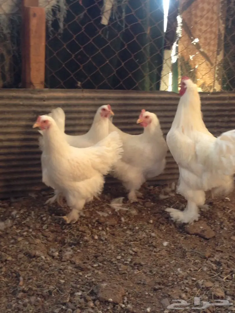 براهما طقم للبيع  (image 1)