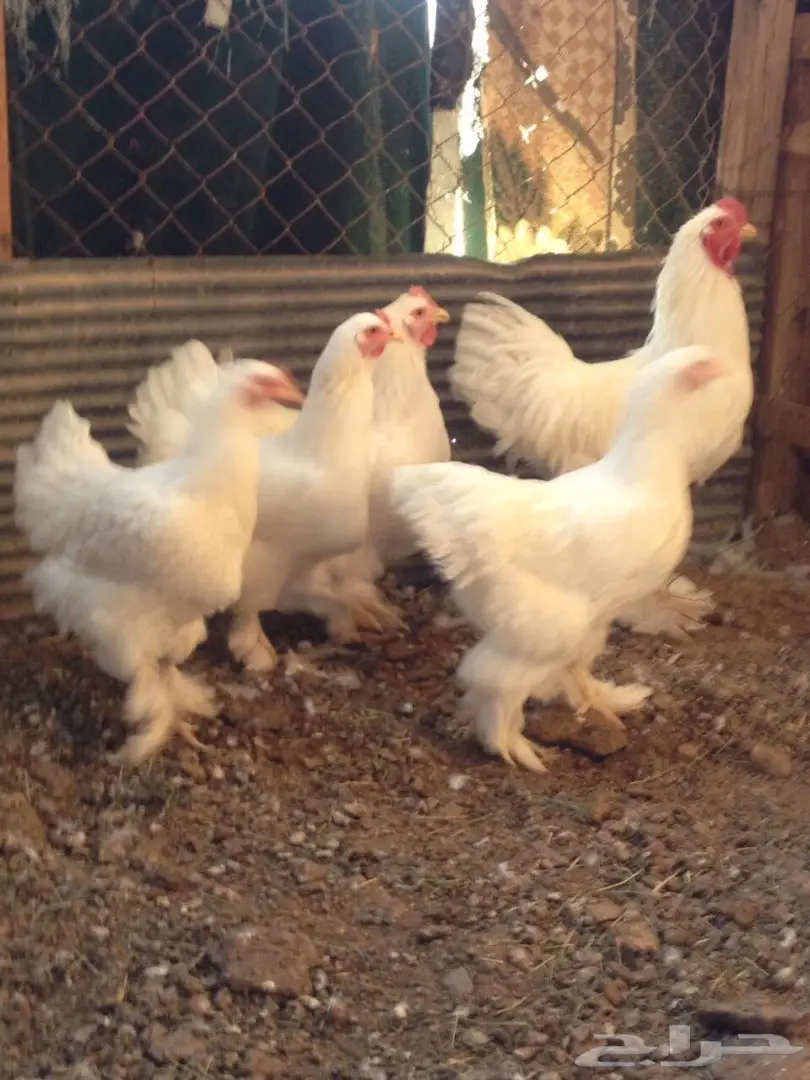 براهما طقم للبيع  (image 2)