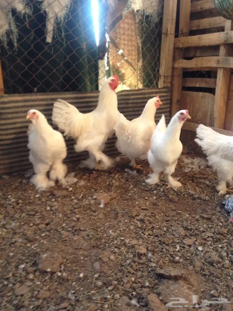 براهما طقم للبيع  (image 3)