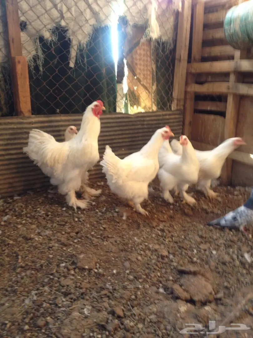 براهما طقم للبيع  (image 4)