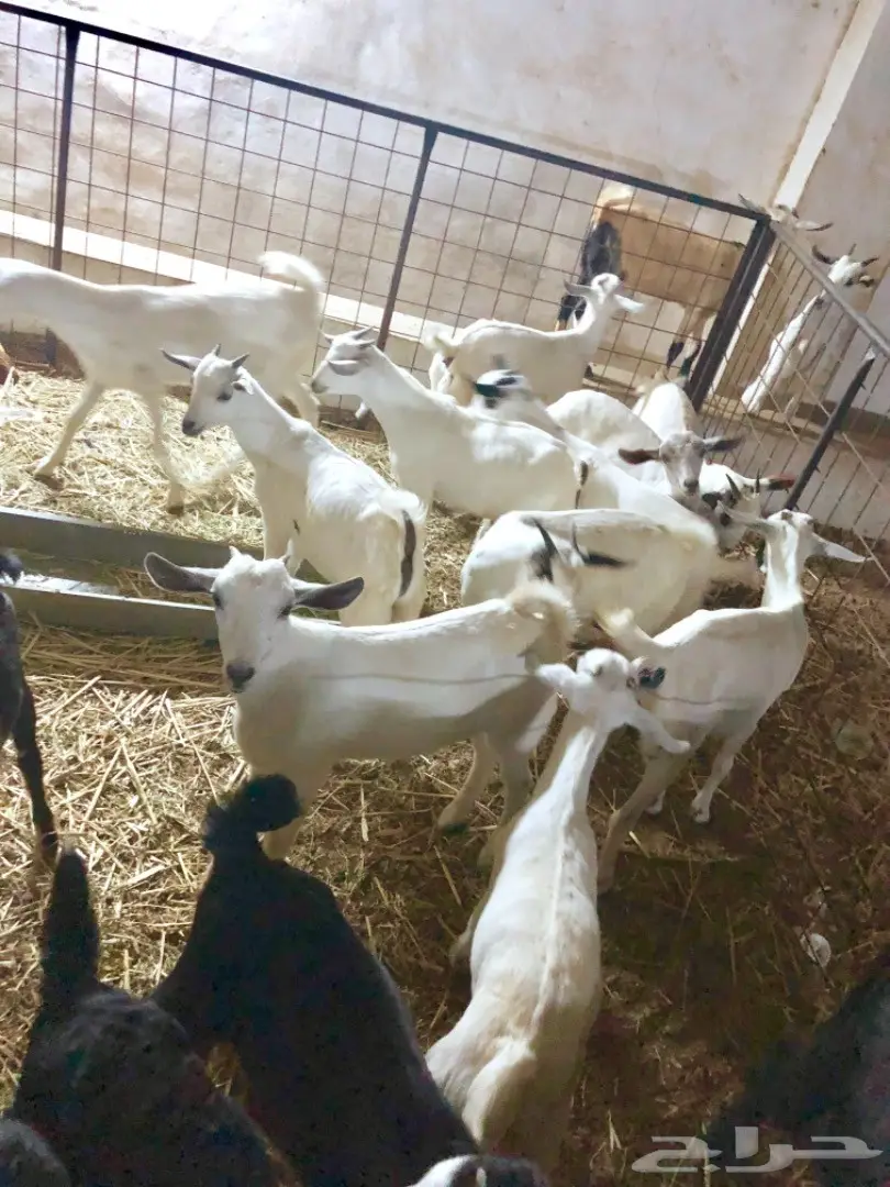 تيوس وجفار بيشيات سمان  (image 1)