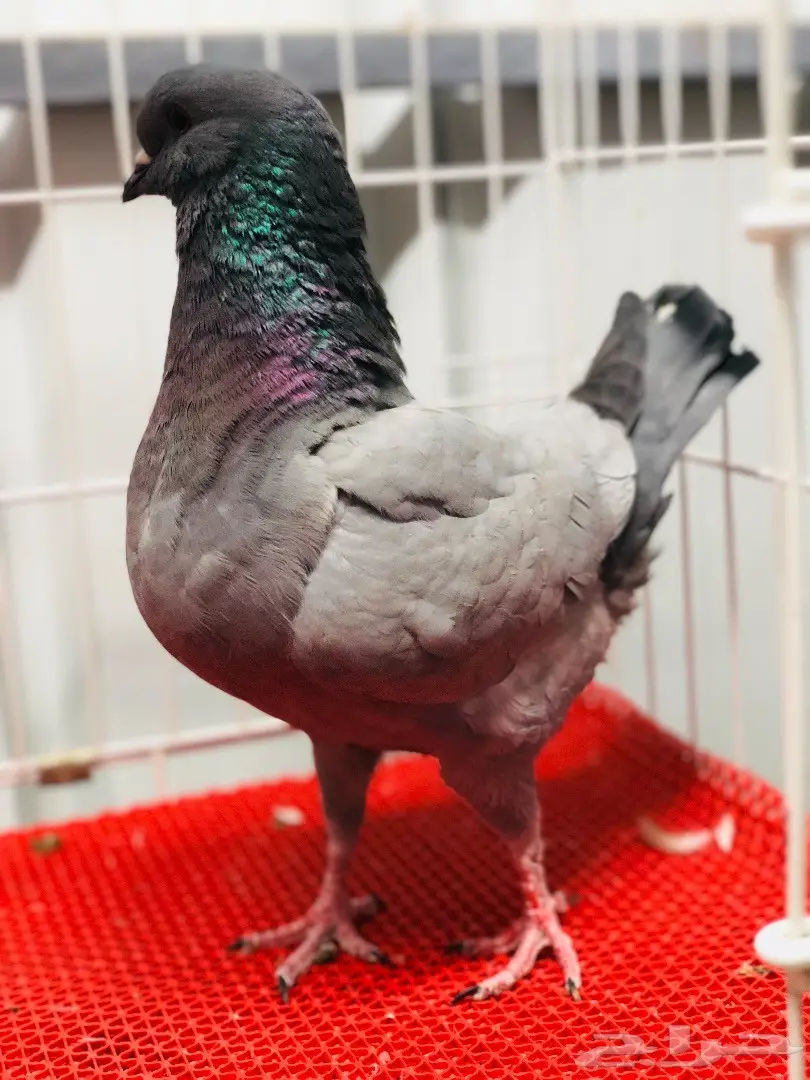 جوز كنق مودينا بارلس نوادر للبيع  (image 1)