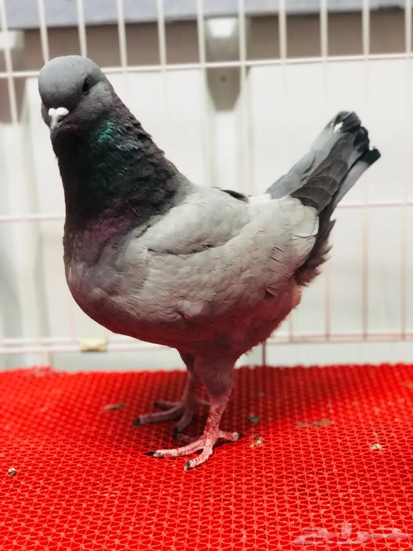 جوز كنق مودينا بارلس نوادر للبيع  (image 4)