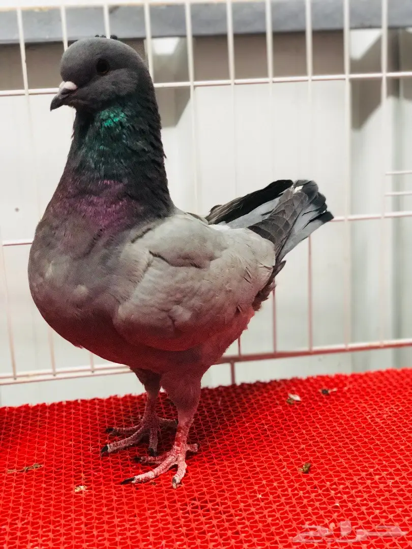 جوز كنق مودينا بارلس نوادر للبيع  (image 5)