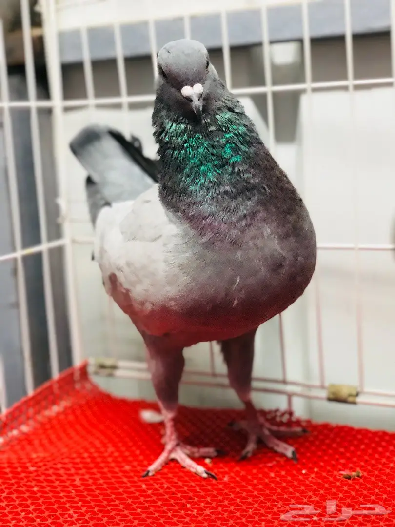 جوز كنق مودينا بارلس نوادر للبيع  (image 7)